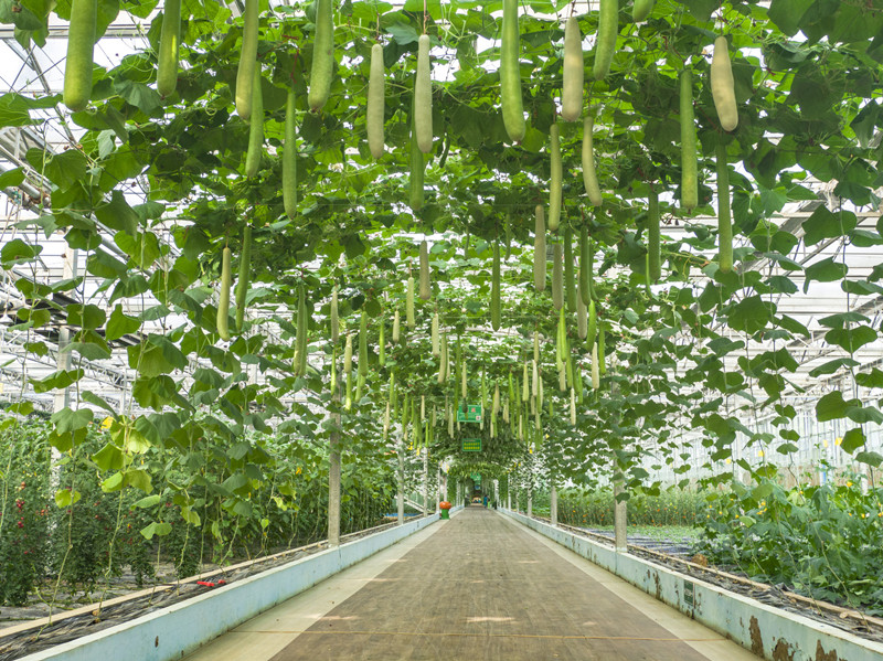 攝圖網_501627770_banner_大棚農業種植基地蔬菜走廊（企業商用）.jpg