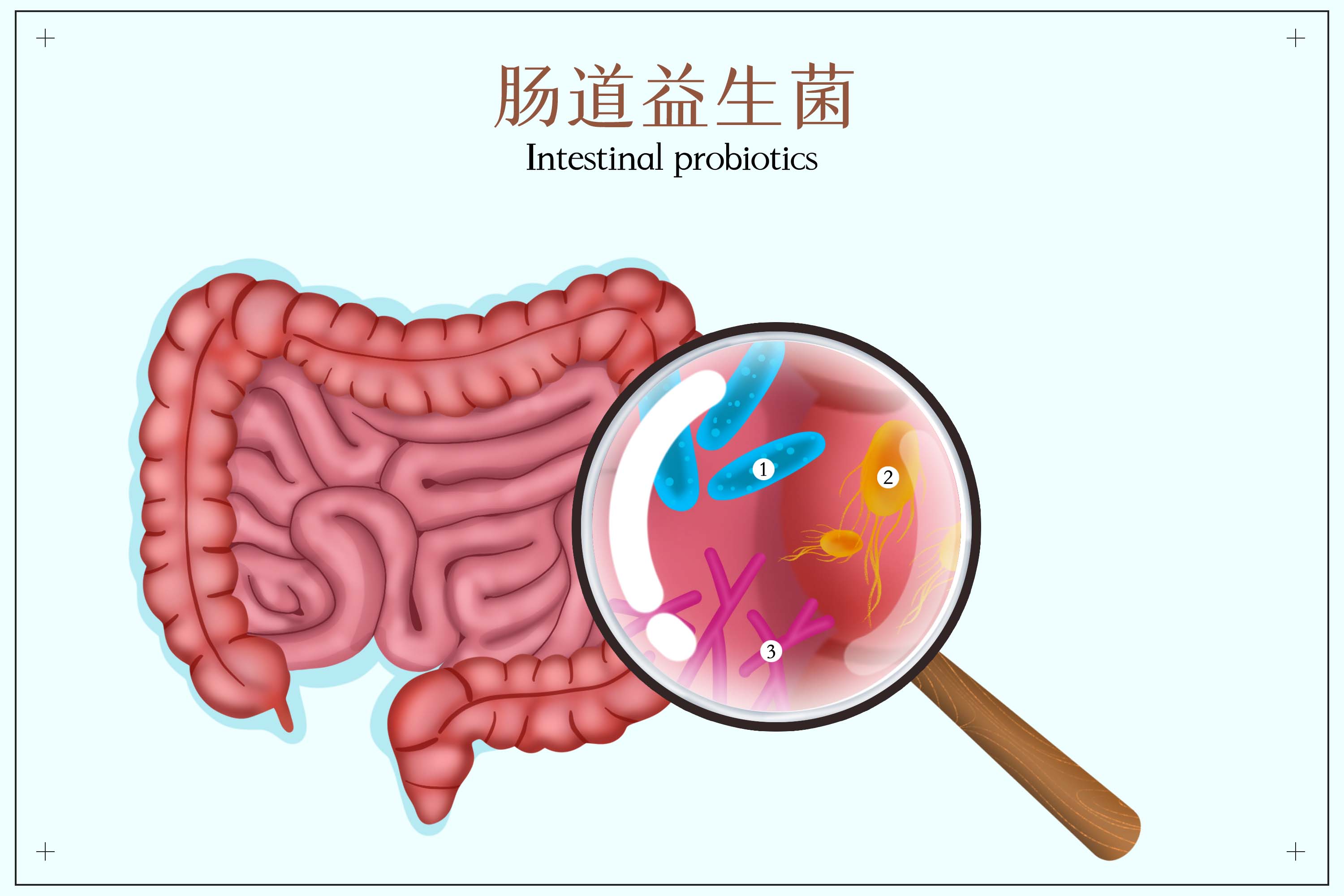 腸道益生菌(2).jpg